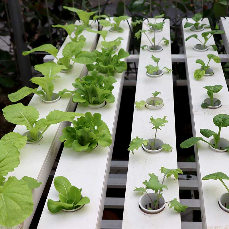 Hydroponic Herb Garden