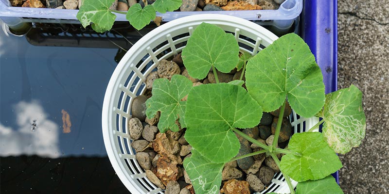 Small Aquaponic System