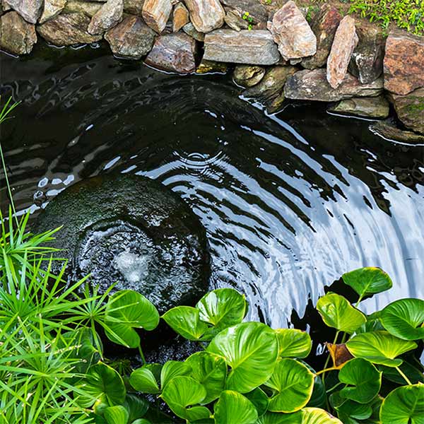 6 Tips to Achieving Clean Pond Water Solariver Solariver™