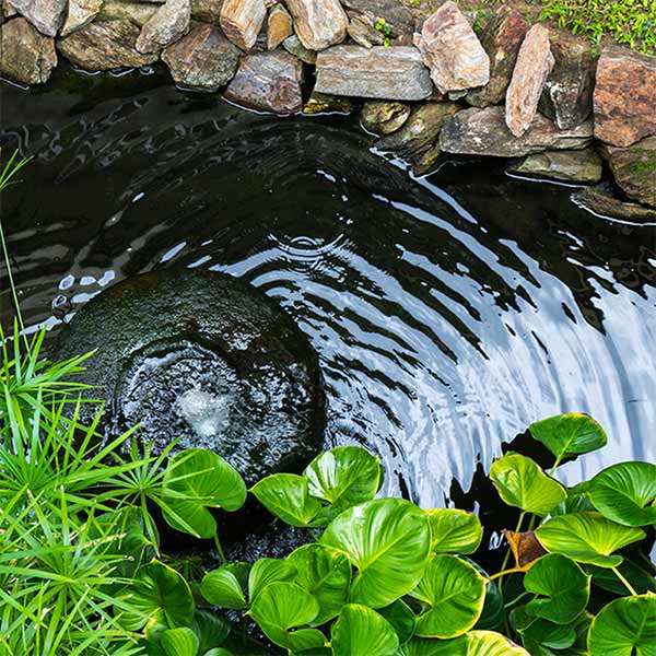 6 Tips to Achieving Clean Pond Water